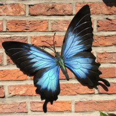 Papillon Bleu & noir - 32 cm