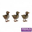 PQ1777 Ducklings - 17 cm